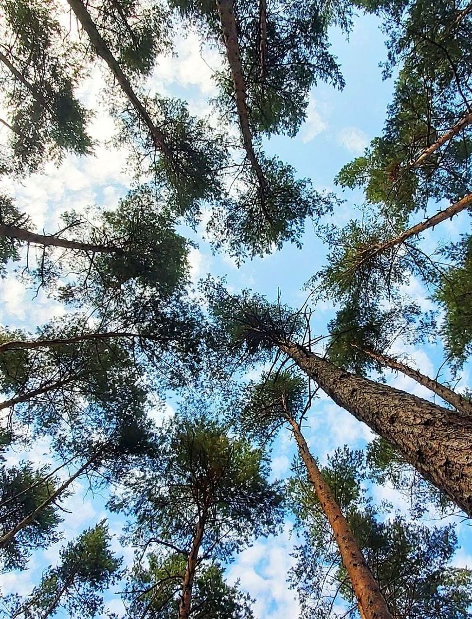 Tree,Tops,Against,Blue,Sky.,Pine,Forest,Is,A,Natural